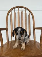 Jody, a female Australian Cattle Dog and Beagle for sale in Shipshewana, IN – 2 of 6