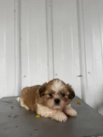 Saber, a male Shih Tzu for sale in Shipshewana, IN – 6 of 7