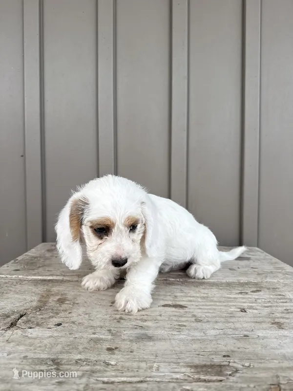 Charles – Beagle, Poodle - Toy  puppy for sale in Shipshewana, IN