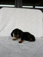 George, a male Dachshund for sale in Shipshewana, IN – Photo 5 of 6