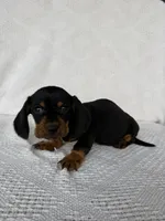 George, a male Dachshund for sale in Shipshewana, IN – Photo 3 of 6