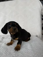 George, a male Dachshund for sale in Shipshewana, IN – Photo 2 of 6