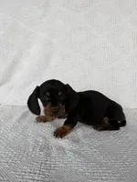 George, a male Dachshund for sale in Shipshewana, IN – Photo 4 of 6