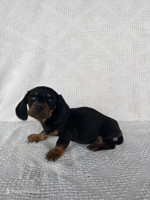 George – Dachshund puppy for sale in Shipshewana, IN