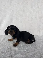 George, a male Dachshund for sale in Shipshewana, IN – Photo 1 of 6