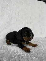 George, a male Dachshund for sale in Shipshewana, IN – Photo 6 of 6