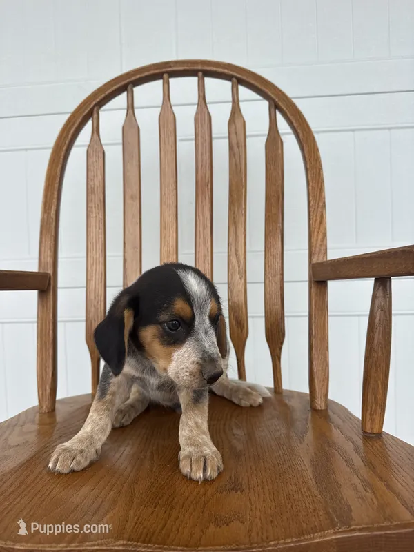 Loren – Australian Cattle Dog, Beagle puppy for sale in Shipshewana, IN