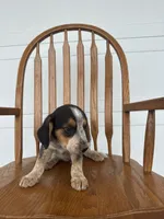 Loren, a male Australian Cattle Dog and Beagle for sale in Shipshewana, IN – 1 of 3