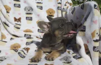 Simba, a male French Bulldog for sale in Shipshewana, IN – 4 of 6