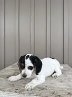 Max, a male Beagle and Poodle - Toy  for sale in Shipshewana, IN – 5 of 6