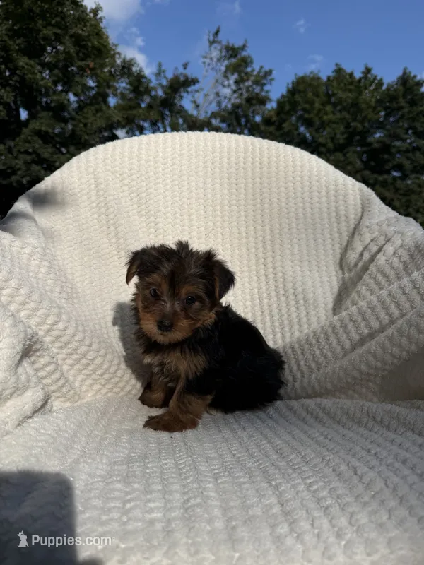 Sammy – Yorkshire Terrier puppy for sale in Shipshewana, IN