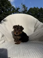 Sammy, a male Yorkshire Terrier for sale in Shipshewana, IN – 2 of 5