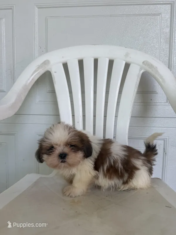 Travis – Shih Tzu puppy for sale in Shipshewana, IN