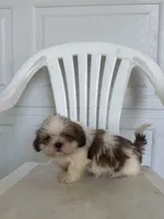 Travis, a male Shih Tzu for sale in Shipshewana, IN – 1 of 5