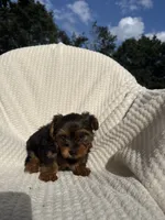 Leah, a female Yorkshire Terrier for sale in Shipshewana, IN – 3 of 4