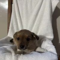 Sadie, a female American Eskimo and Australian Shepherd for sale in Shipshewana, IN – Photo 3 of 6