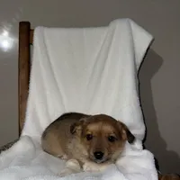 Sadie, a female American Eskimo and Australian Shepherd for sale in Shipshewana, IN – Photo 1 of 6