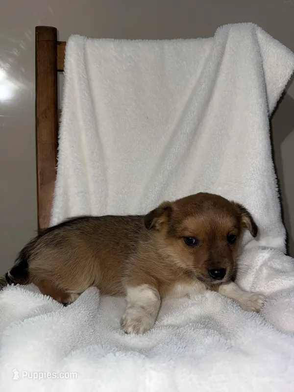 Sadie – American Eskimo, Australian Shepherd puppy for sale in Shipshewana, IN