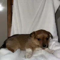 Sadie, a female American Eskimo and Australian Shepherd for sale in Shipshewana, IN – Photo 6 of 6
