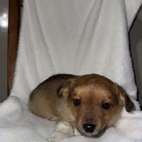 Sadie, a female American Eskimo and Australian Shepherd for sale in Shipshewana, IN – Photo 2 of 6