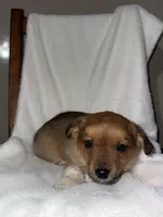 Sadie, a female Australian Shepherd for sale in Shipshewana, IN – Photo 2 of 6