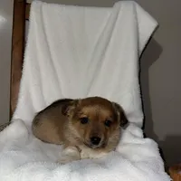 Sadie, a female American Eskimo and Australian Shepherd for sale in Shipshewana, IN – Photo 4 of 6