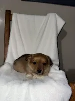 Sadie, a female Australian Shepherd for sale in Shipshewana, IN – Photo 4 of 6