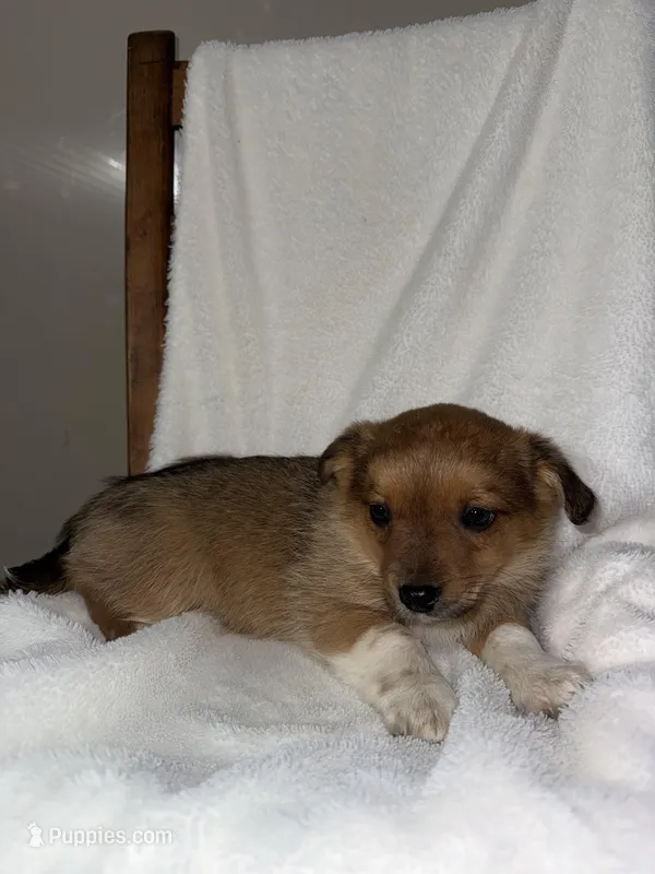Sadie – American Eskimo, Australian Shepherd puppy for sale in Shipshewana, IN