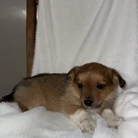 Sadie, a female American Eskimo and Australian Shepherd for sale in Shipshewana, IN – Photo 5 of 6