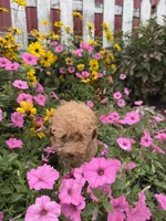 Johnny, a male Poodle - Toy  for sale in Shipshewana, IN – 3 of 7