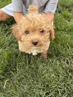 Bella, a female Poodle - Toy  for sale in Shipshewana, IN – 6 of 7