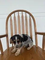 Johnny, a male Australian Cattle Dog and Beagle for sale in Shipshewana, IN – 2 of 4