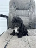 George, a male Poodle - Toy  for sale in Shipshewana, IN – Photo 4 of 7