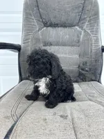 George, a male Poodle - Toy  for sale in Shipshewana, IN – Photo 5 of 7