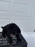 George, a male Poodle - Toy  for sale in Shipshewana, IN – Photo 2 of 7