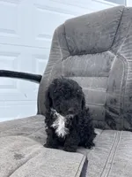 George, a male Poodle - Toy  for sale in Shipshewana, IN – Photo 1 of 7