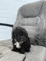 George, a male Poodle - Toy  for sale in Shipshewana, IN – Photo 7 of 7
