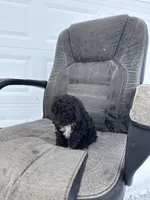 George, a male Poodle - Toy  for sale in Shipshewana, IN – Photo 6 of 7