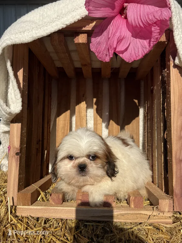 Maverick – Shih Tzu puppy for sale in Shipshewana, IN