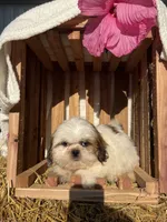 Maverick, a male Shih Tzu for sale in Shipshewana, IN – 5 of 6