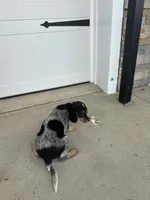Jade, a female Australian Cattle Dog and Beagle for sale in Shipshewana, IN – 4 of 4