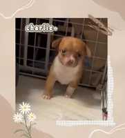 Prince Charlie, a male Chihuahua for sale in Williamston, NC – 6 of 9
