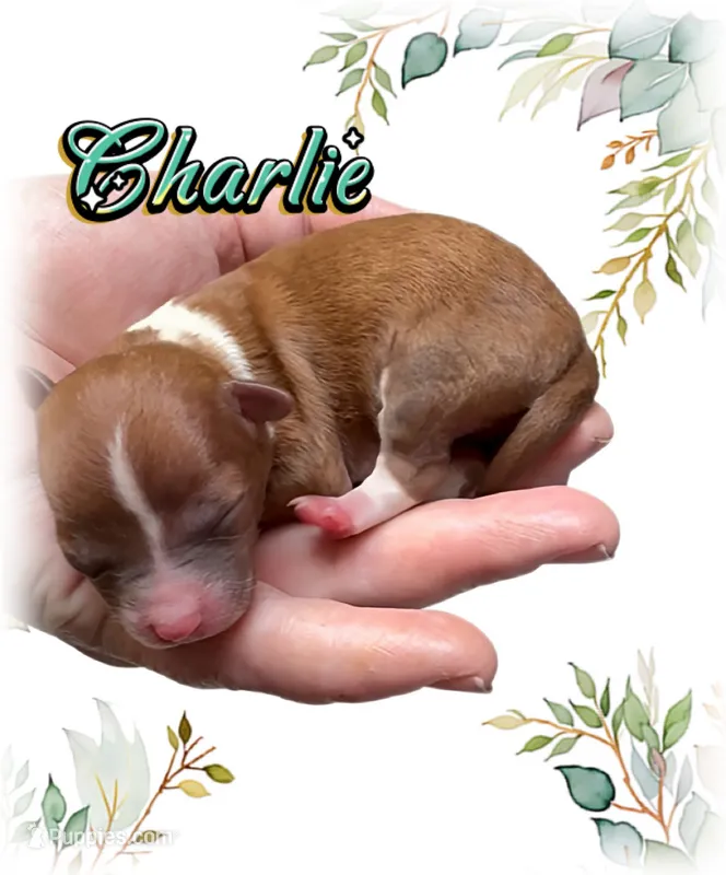 Charlie – Chihuahua puppy for sale in Williamston, NC