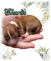 Charlie, a male Chihuahua for sale in Williamston, NC – 1 of 7