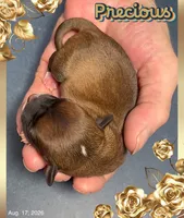 Precious, a female Chihuahua for sale in Williamston, NC – 2 of 6