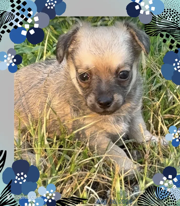 Oliver – Chihuahua puppy for sale in Williamston, NC