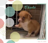 Prince Charlie, a male Chihuahua for sale in Williamston, NC – 7 of 9