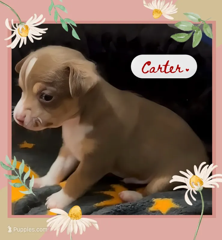 Carter – Chihuahua puppy for sale in Williamston, NC