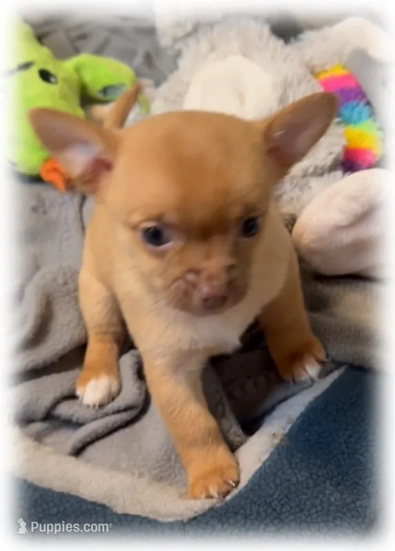Punkin – Chihuahua puppy for sale in Williamston, NC