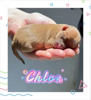 Chloe, a female Chihuahua for sale in Williamston, NC – 2 of 6